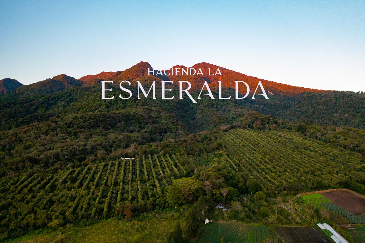 Hacienda la Esmeralda Guabo 8 NC Natural Geisha