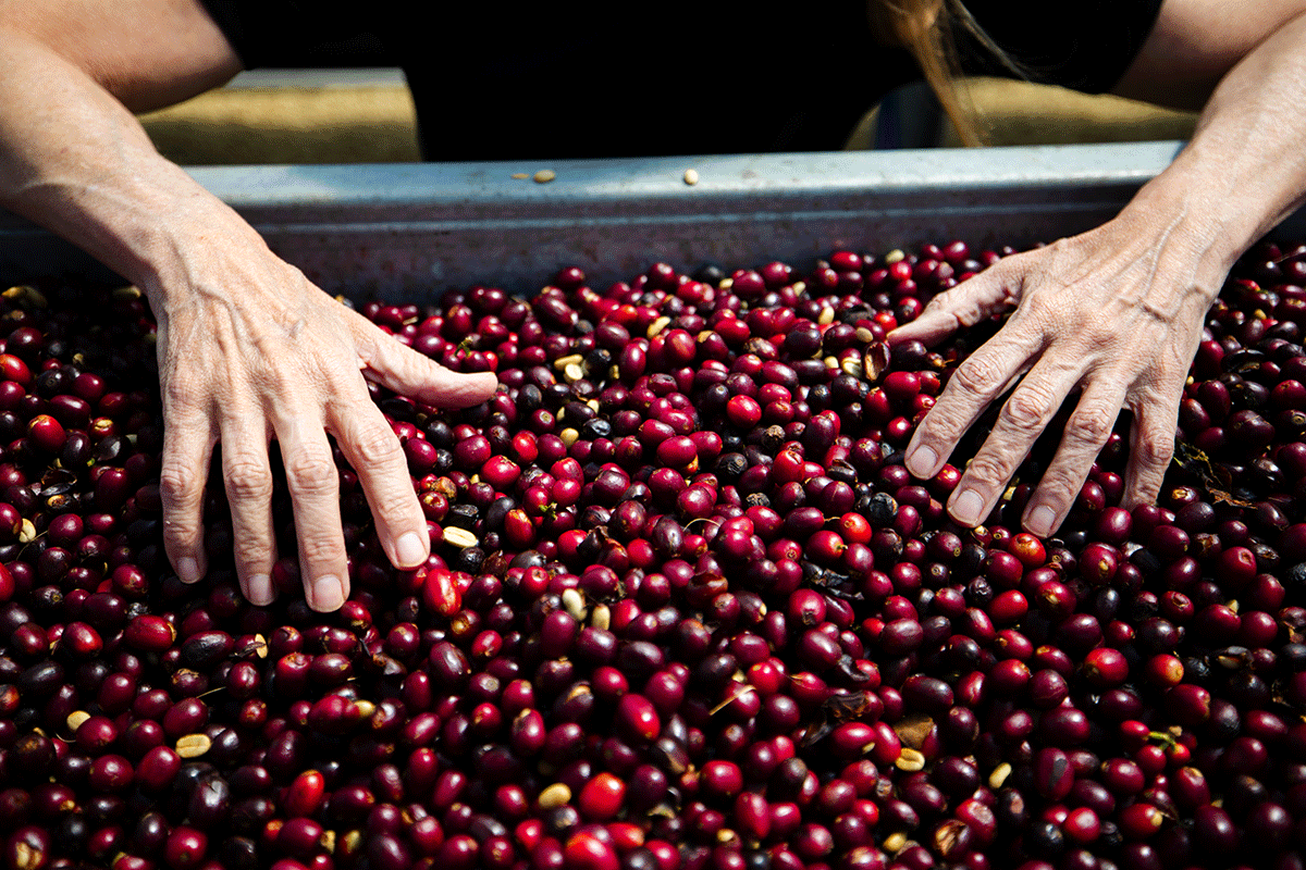 Panama Geisha Natural